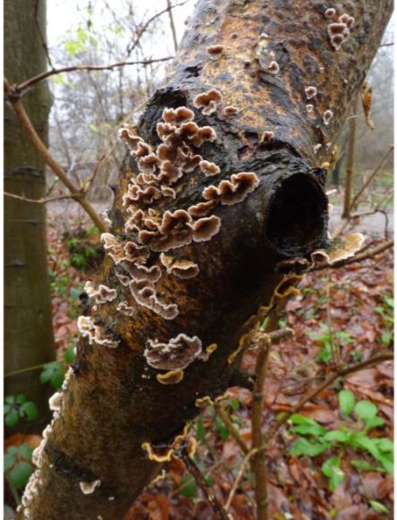 Fruit bodies on sweet chestnut in Billericay, UK.